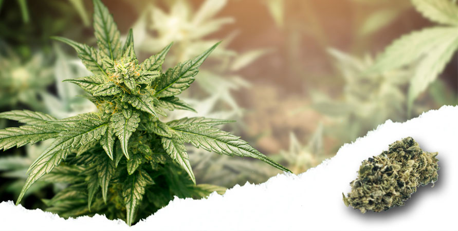 XXWeed